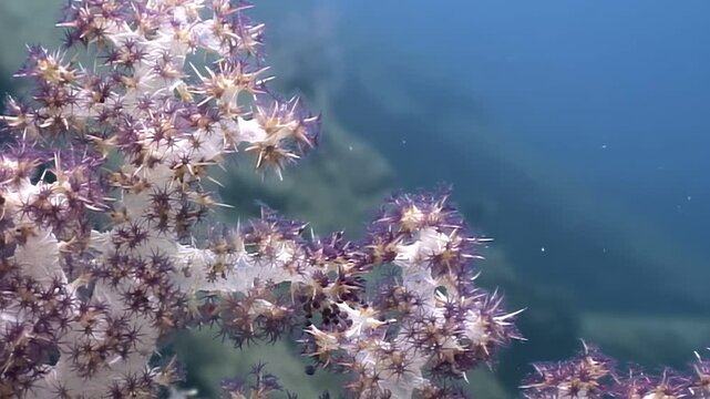 Graceful soft coral, adorned with countless vibrant polyps, sways serenely in the clear blue ocean.