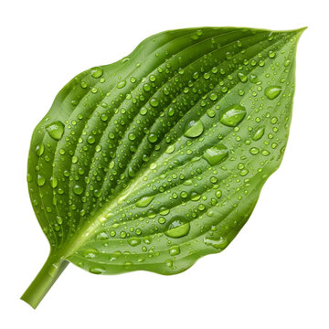 A large, vibrant green hosta leaf covered in numerous clear water droplets, displaying prominent parallel veins and a glossy texture on a transparent background isolated on a transparent background