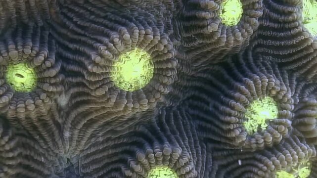 Experience the ethereal beauty of a brain coral colony, its intricate polyps radiating a brilliant yellow-green luminescence.