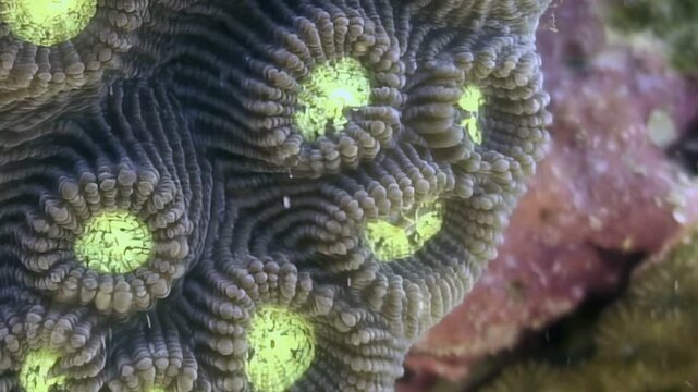 Intricate patterns of a healthy brain coral glow with vibrant yellow-green polyps.