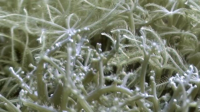 A mesmerizing array of luminous deep sea polyps blankets the ocean floor.