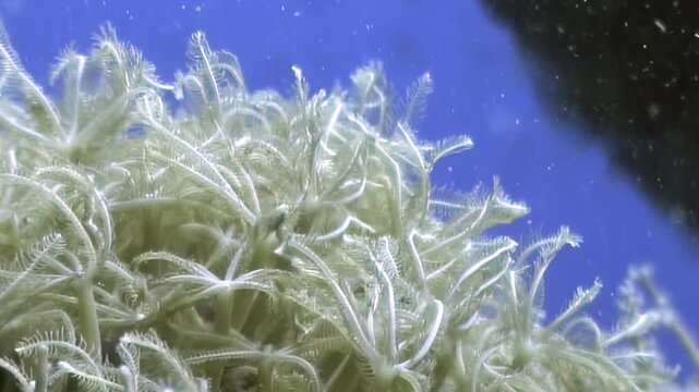 White, feathery marine invertebrates extend their delicate arms, filtering nutrients from the clear blue ocean water.