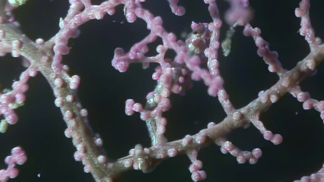 Witness breathtaking camouflage of minuscule pygmy seahorse nestled within delicate pink polyps of gorgonian coral. This incredible marine creature masters art of disguise deep in its ocean habitat.