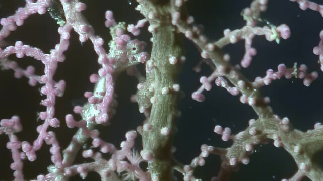 A remarkable Bargibant's pygmy seahorse, a master of disguise, nestles within the intricate branches of a vibrant pink Muricella gorgonian coral underwater.
