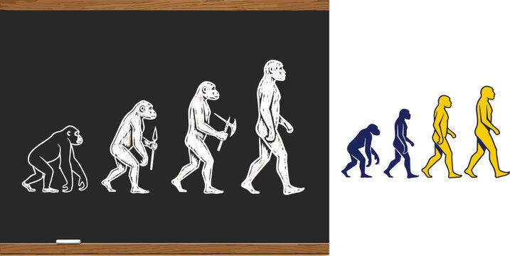 Human evolution illustration showing ape to modern man progression timeline concept with silhouettes isolated on white background for education design