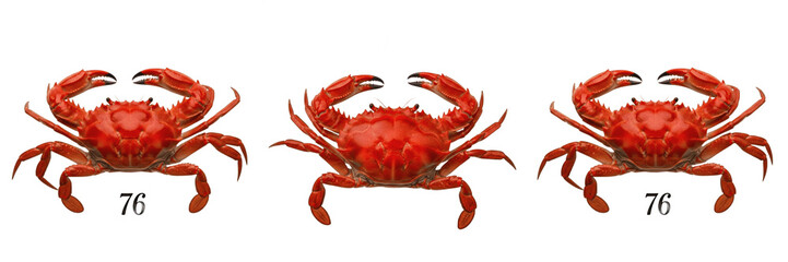 Fresh Red Crab Crustacean Seafood Animal for Ocean Sea Life and Gourmet Restaurant Menus PNG © Rama