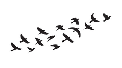 Birds flying, group of flying birds silhouette, flock of birds   © peach