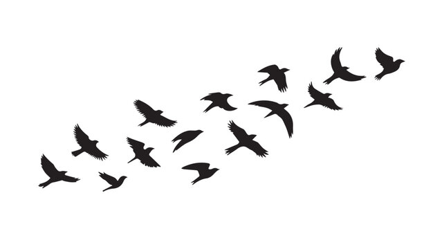 Birds flying, group of flying birds silhouette, flock of birds 
