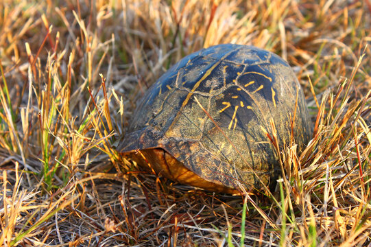 Florida box turtle (Terrapene carolina bauri)