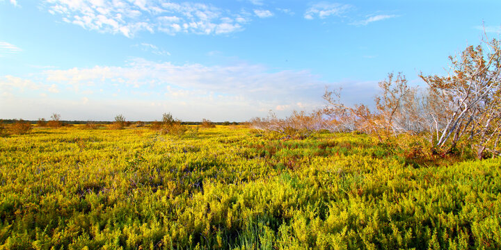 Coastal prairie of Everglades National Park dominated by saltwort