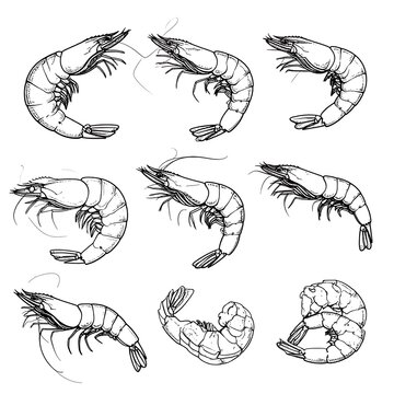 Line art illustration of various shrimp arranged on a white background