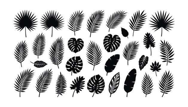 Collection of tropical palm leaves silhouettes on transparent background vector graphic design elements.