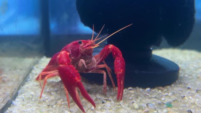 A close-up view of a bright red crayfish exploring the sandy substrate inside an aquarium. Ideal for educational, nature, and pet-related content.