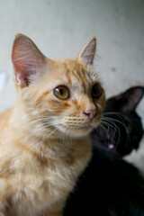 Fototapeta premium Domestic ginger tabby cat relaxing, charming pet photography, home lifestyle.