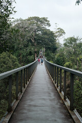Fototapeta premium Wooden walkway crosses lush green forest canopy. People stroll along bridge, surrounded by dense foliage. Tree tops stretch high above the pathway. Natural greenery frames every side of the trail