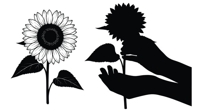 Two sunflowers one detailed and one in silhouette