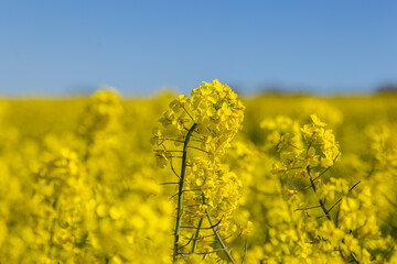 Obraz premium Vibrant rapeseed flowers against a blue sky, with selective focus