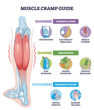 Muscle cramp guide diagram shows calf muscle, water bottle, and stretch icon, conveying causes, prevention, and relief tips for leg spasms. Outline diagram