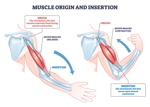 Muscle origin and insertion shown through biceps brachii on the arm, contrasting relaxed and contracted states to explain attachment and movement on humerus and radius. Outline diagram