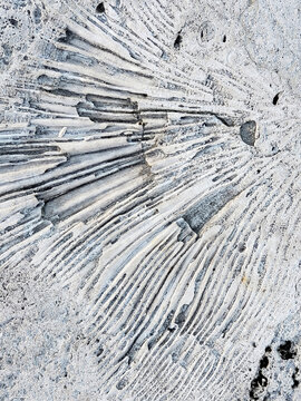 Photo of fossil coral texture in stone slab Texas park