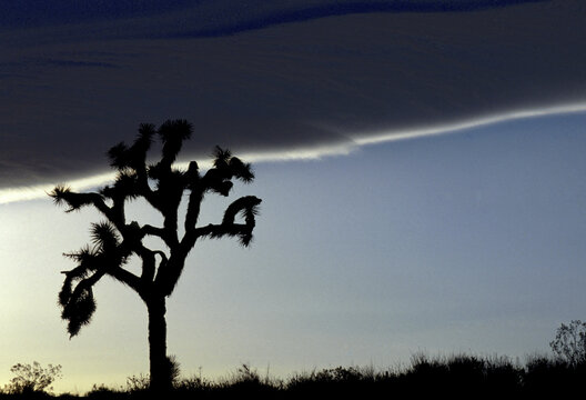 Film photo of Joshua Tree silhouette at sunset Mojave Desert