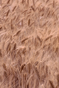 Film photo of ripe wheat closeup in Palouse Washington field