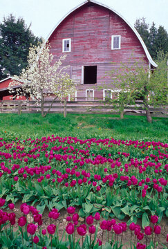 Film photo of tulip field and barn in spring Washington landscape