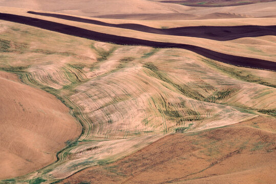Film photo of rolling wheat field landscape in Palouse prairie