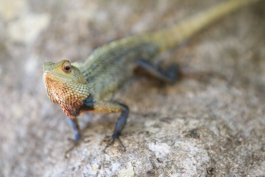 Oriental Garden Lizard Perched on a Rock with Selective Focus