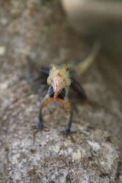 Oriental Garden Lizard Perched on a Rock with Selective Focus
