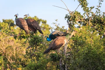 Fototapeten Pfau Group of Peafowl and Peahens Perched on a Tree in the Wild  © Bossa Art