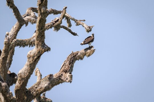 Lesser Fish Eagle Perched High on a Bare Mossy Tree Branch Against Blue Sky
