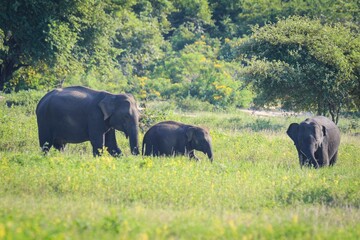 Asian Elephant Family in the Wild, Sri Lanka © Bossa Art
