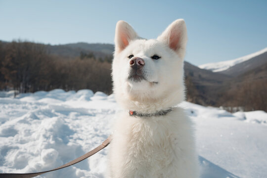 Akita puppy enjoying a snowy winter landscape