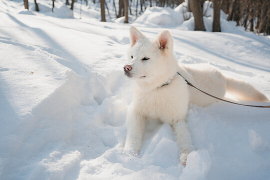 Akita puppy enjoying winter snow