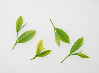 Obraz premium 茶葉 スタジオ撮影