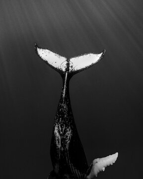 Humpback whale tail fluke underwater in dark ocean