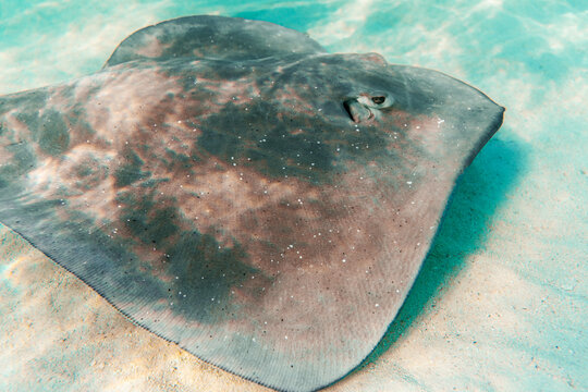 Stingray resting on sandy seabed in shallow turquoise water