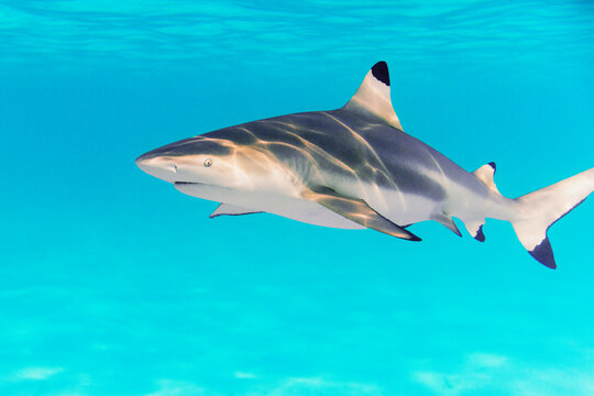 Blacktip shark gliding in clear tropical blue water