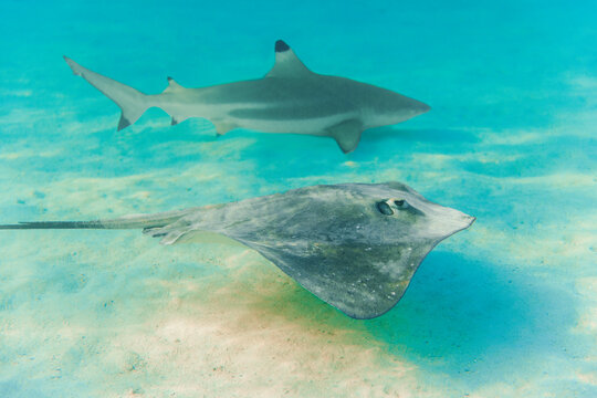 Underwater stingray and blacktip shark over sandy seabed