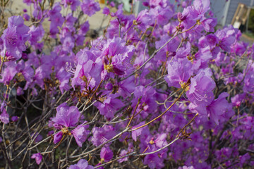 Fototapeta premium Spring flowers, full bloom of azaleas. Azalea flowers to mark the beginning of spring. Flowers botanical garden.