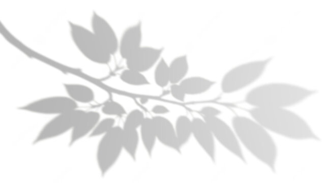Natural Branch and Leaf Shadow Without Background