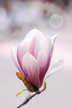Soft spring rain on pink magnolia blossom with bokeh