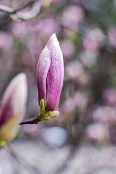 Spring rain on magnolia blossom bud with soft bokeh