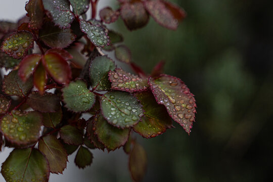 Spring rain drops on rose leaves in moody garden light