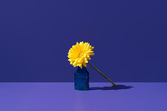Yellow gerbera in blue bottle on purple background still life