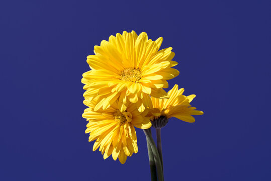 Yellow gerbera daisy trio on deep blue background closeup