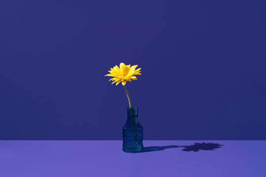 Yellow gerbera in blue glass bottle on purple background