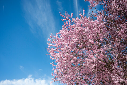 Pink cherry blossom tree against blue sky with soft cloud