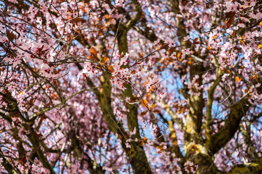 Spring cherry blossom branch with pink flower and blue sky